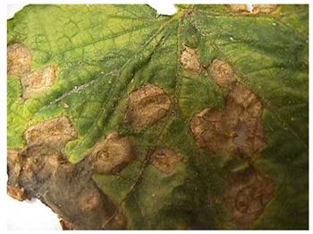 آنتراكتوز سبزی